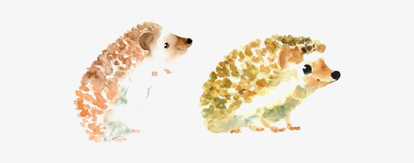 Baby Hedgehogs Drawing Watercolor Painting Illustration - Watercolor Hedgehog, transparent png #1376728