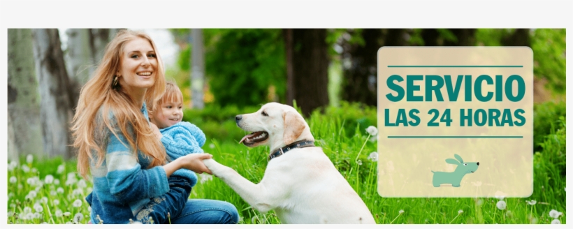 Viewsonic Vfm820-50 - Digital Photo Frame - 8, transparent png #1376782