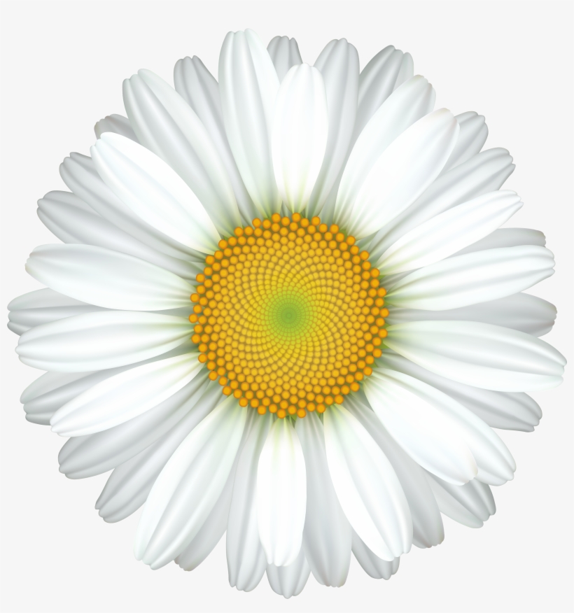 Daisy Flower Transparent Clip Art Image - Latte, transparent png #1376852
