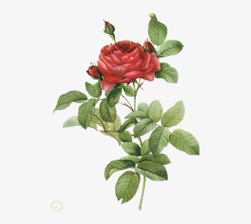 Go To Image - Rosa Gallica Pontiana Redoute, transparent png #1376855