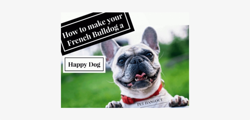 Dogs: Password Book When You Looks Like A Regular Book, transparent png #1376904