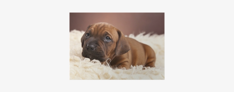 Single Happy Dog Resting On White Blanket Poster • - La Manta Blanca, transparent png #1376992