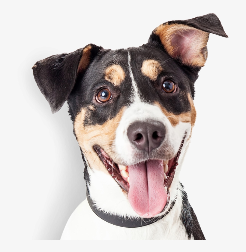Happy Dog - Companion Dog, transparent png #1377102