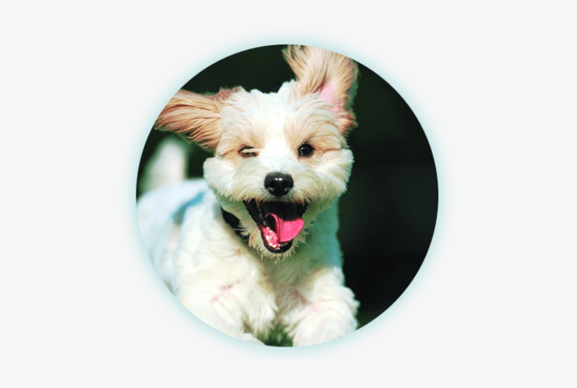 Happy Dog Running - Dogs By Bruce Johnson, transparent png #1377239