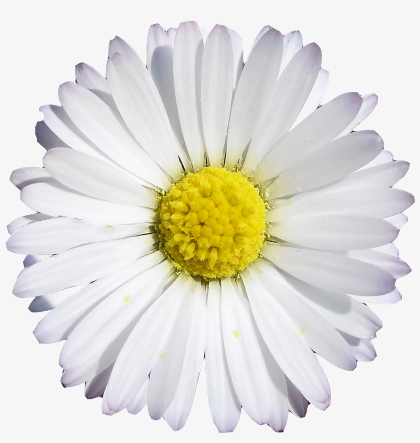 Chamomile, transparent png #1377293