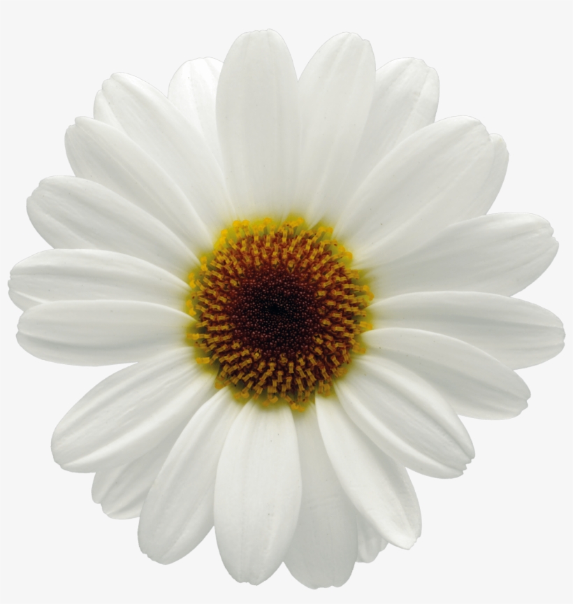Click - White Flower Big Png, transparent png #1377353