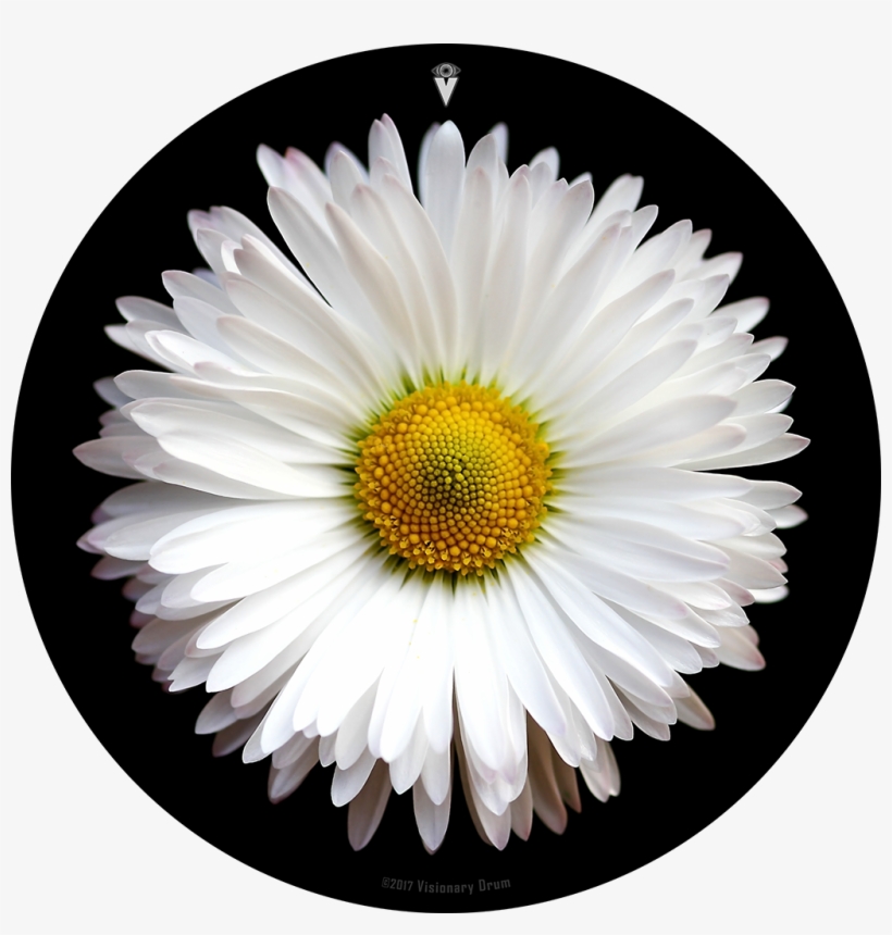 White Daisy Flower Drum Skin For Bass, Snare And Tom - Floral Journal - White Daisy Petal: 6" X 9", Lined, transparent png #1377385