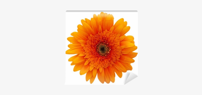 Daisy Flowers, transparent png #1377457