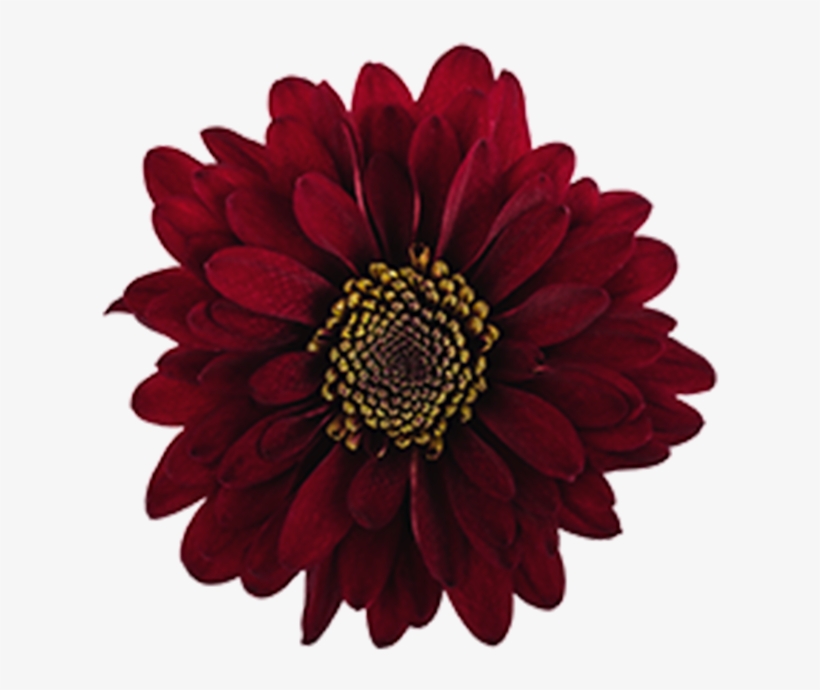 Burgundy Novelty Motown Burgundy Novelty Motown - Flower Burgendy Png, transparent png #1377764