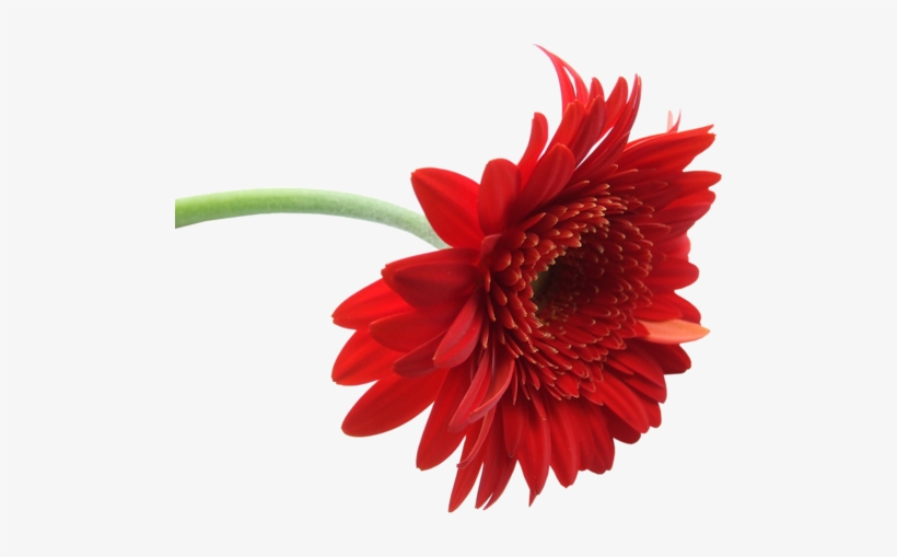 Gerbera Clipart Red Flower - Gerbera Flower, transparent png #1377823