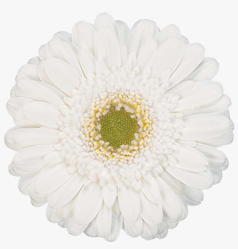Whitelabel, transparent png #1377846