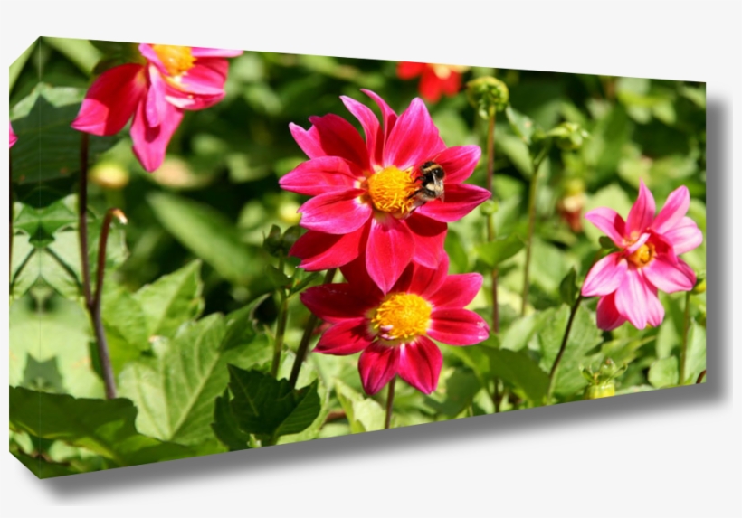 Canvas Sample - Sample Image Url - Free Transparent PNG Download - PNGkey