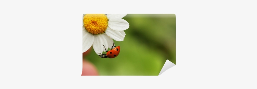 Ladybugs Have Lots Of Spots, transparent png #1378185