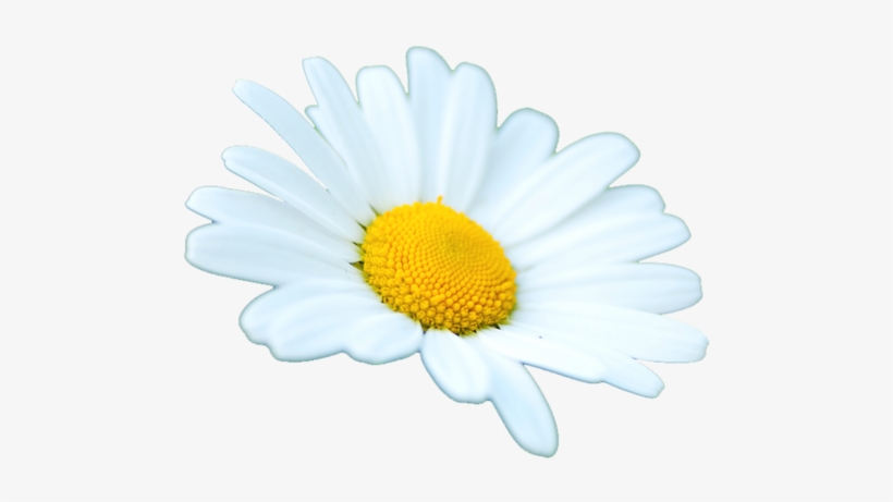 Daisy Png Tumblr Clip Art Transparent Download - Girl Scouts Of The Usa, transparent png #1378222