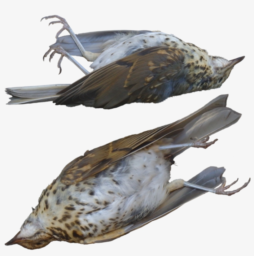 Dead Clipart Hawk - Transparent Dead Bird Png, transparent png #1378825
