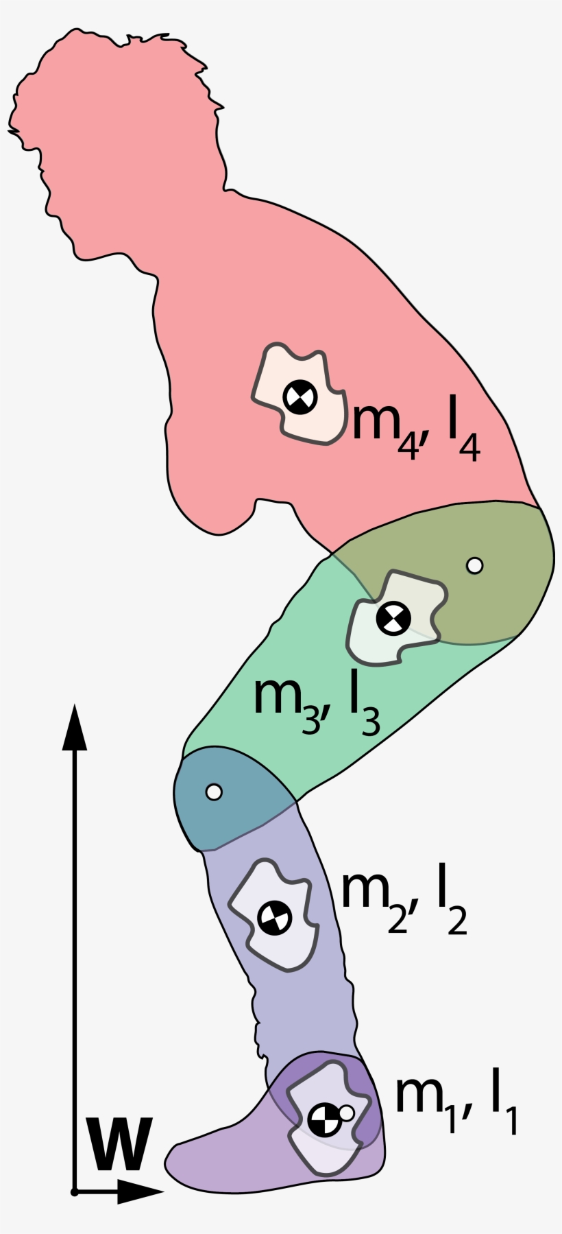 The Limb Segments Are Shown In Different Colours, With - Human Modelling, transparent png #1380304