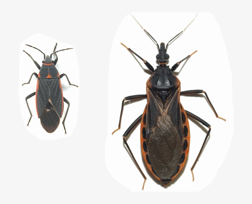 Black Bugs With Red Out-lines In Tucson - Kissing Bug Bite, transparent png #1380486