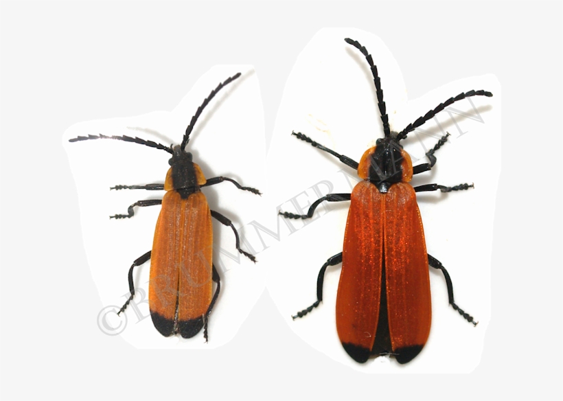 Male And Female Of Adoceta Ignita - True Weevils, transparent png #1380799
