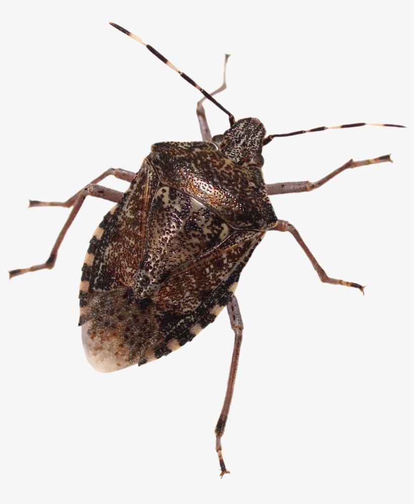 Stink Bug Free Png Image - Brown Marmorated Stink Bug Png, transparent png #1381164