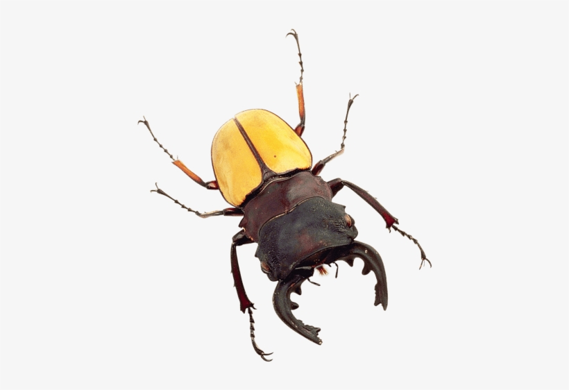 Free Png Bug Png Images Transparent - Transparent Bug, transparent png #1381303