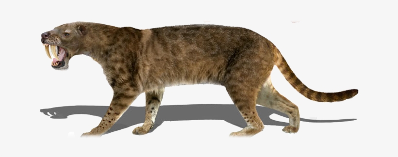 1698238 Orig - Cave Lions, transparent png #1382918