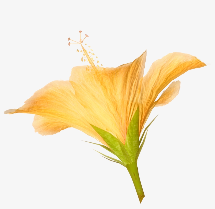 Hibiscus Flower Pictures For Collage And Scrap Book - Hibiscus Flower Png, transparent png #1384495