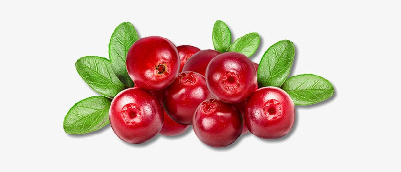 Cranberries Are Called "bounceberries” Too, Because - Lovi Fruit, transparent png #1384714