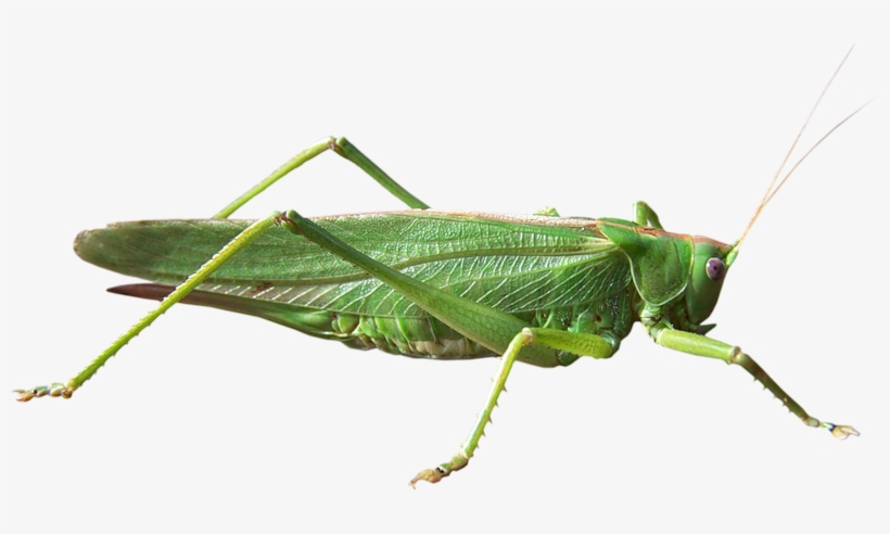 Grasshopper Png, transparent png #1384777