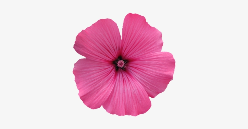 Soft Purple Flower Graphic - Pink Flower Transparent Background, transparent png #1384809