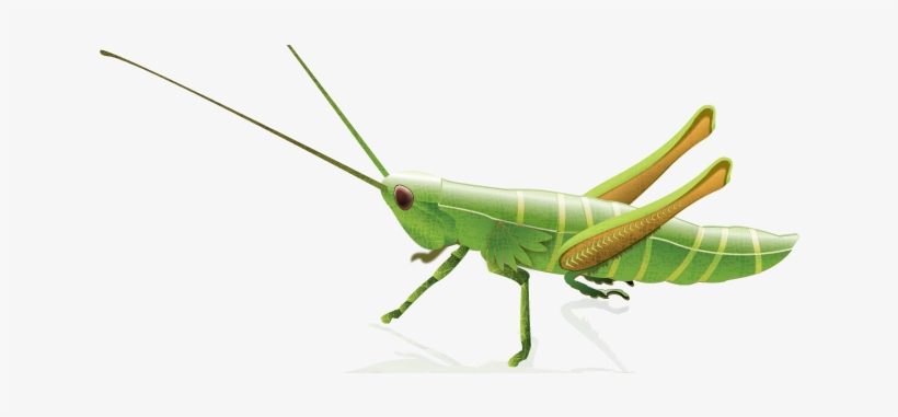 Grasshopper Png, transparent png #1384862