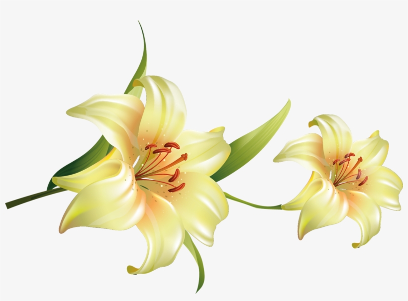 Cada Una De Estas Imágenes Tienen Un Tamaño Grande - Flores Bonitas Con Fondo Transparente, transparent png #1385037