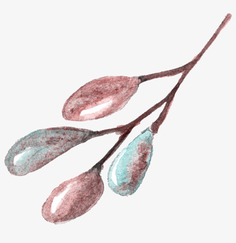 Caesalpinia, transparent png #1385040