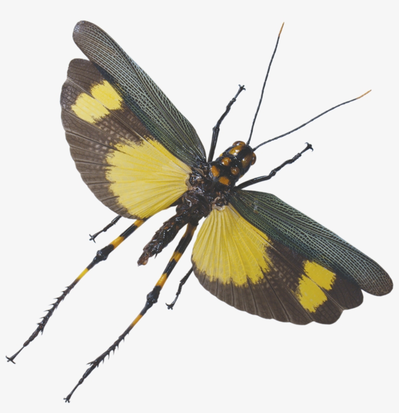 Grasshopper-flight - Grasshopper Flying Png, transparent png #1385260