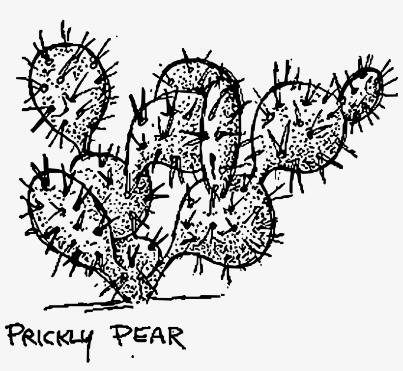 Drawn Cactus Prickly Pear Cactus - Black And White Prickly Pear, transparent png #1385264