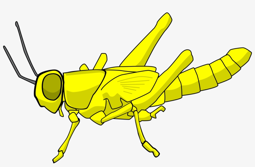 Insect Grasshopper Locust Caelifera Cartoon - Locust Animated, transparent png #1385337