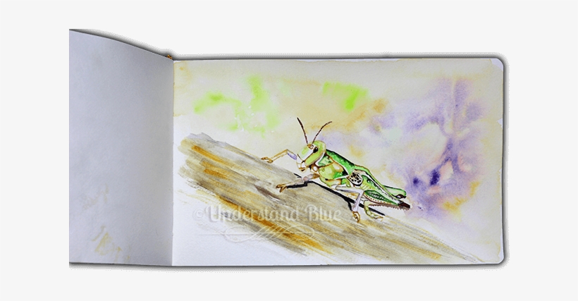 #worldwatercolormonth - Locust, transparent png #1385379