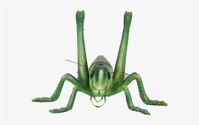 Grasshopper, transparent png #1385429