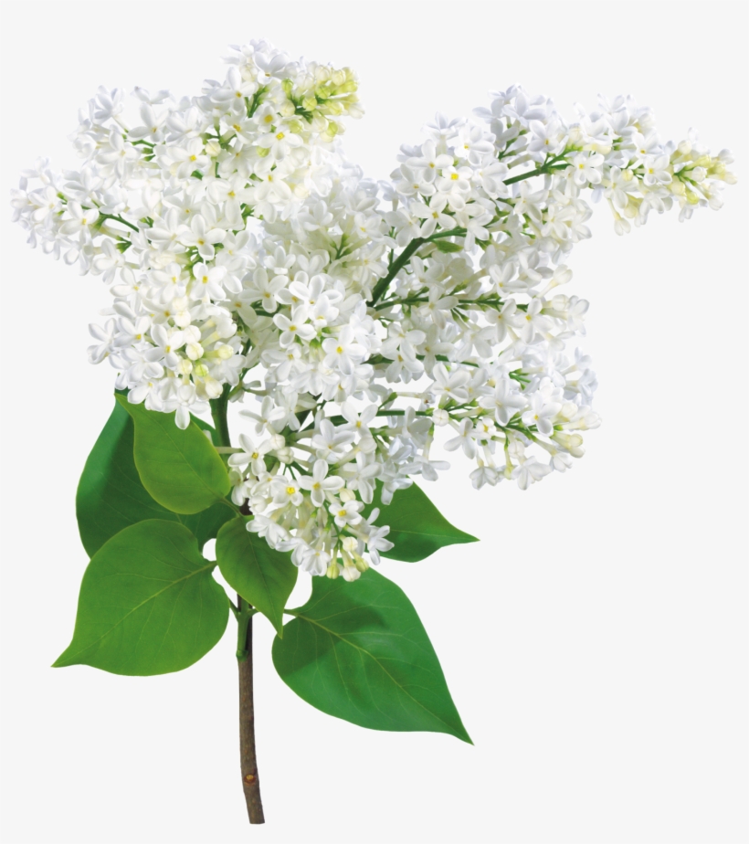 Mother's Day, Grandma - Lilac Flowers Card, transparent png #1385454