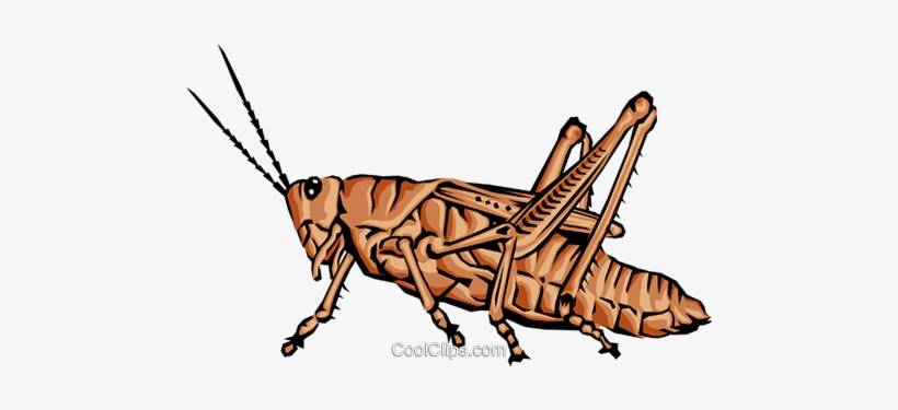 Grasshopper - Gafanhoto Jpeg, transparent png #1385473