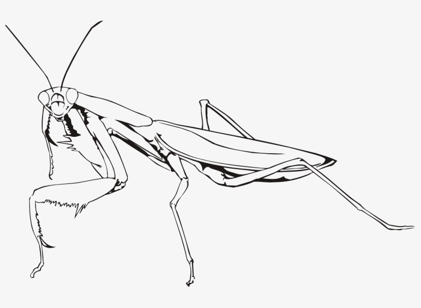 Clip Art Stock Clipart Praying Outline Medium Image - Praying Mantis Line Drawing, transparent png #1385477