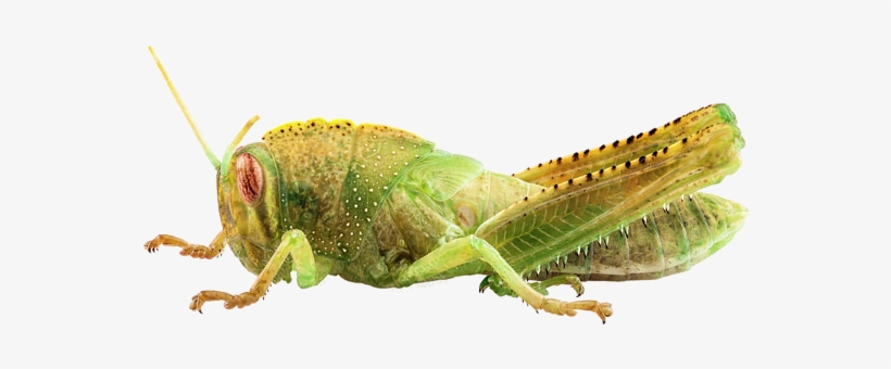 Bleed Area May Not Be Visible - Egyptian Grasshopper, transparent png #1385576