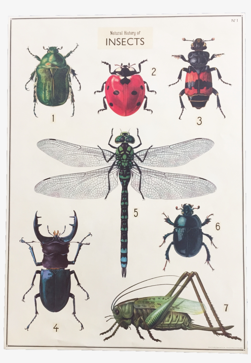 Hype Pop Up Vintage - Natural History Of Insects, transparent png #1385633