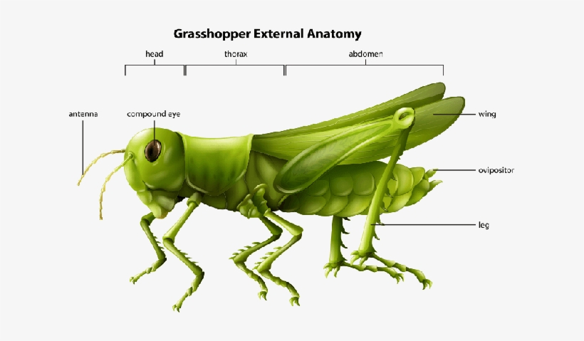 External Anatomy Of A Grasshopper - Different Types Of Insects, transparent png #1385683