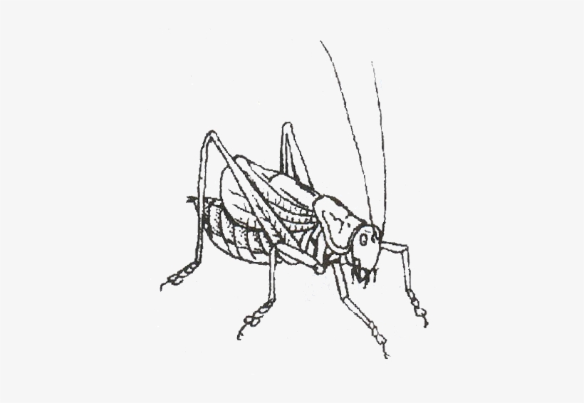 Graphic Stock Cricket Insect At Getdrawings Com Free - Net-winged Insects, transparent png #1385687
