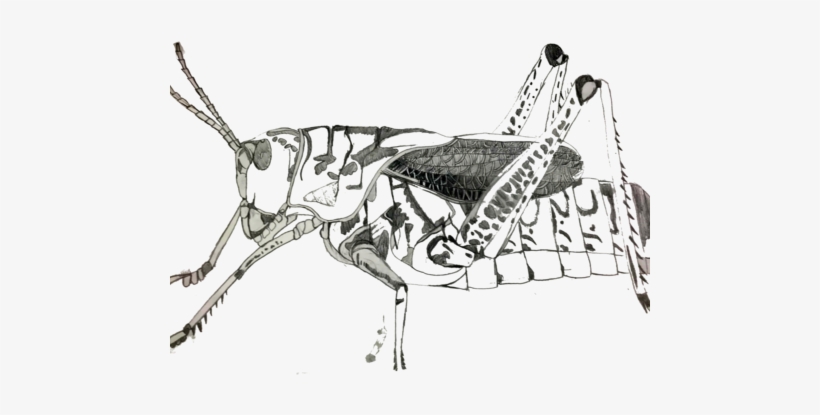 Grasshopper, transparent png #1385793