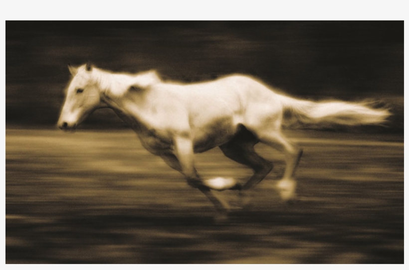 Horse Background, transparent png #1385847