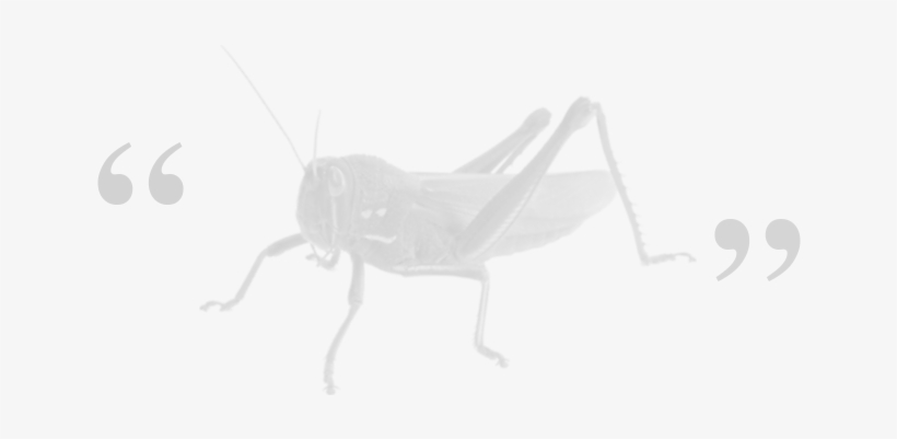Grasshopper - Grasshopper Guru, transparent png #1385965
