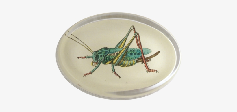 Locufta, Oval Paperweight - Paperweight, transparent png #1385966