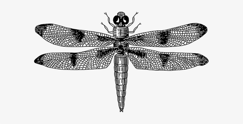 Dragonfly Wings Insect Bug Pattern Dragonf - Dragonfly Black And White, transparent png #1385985