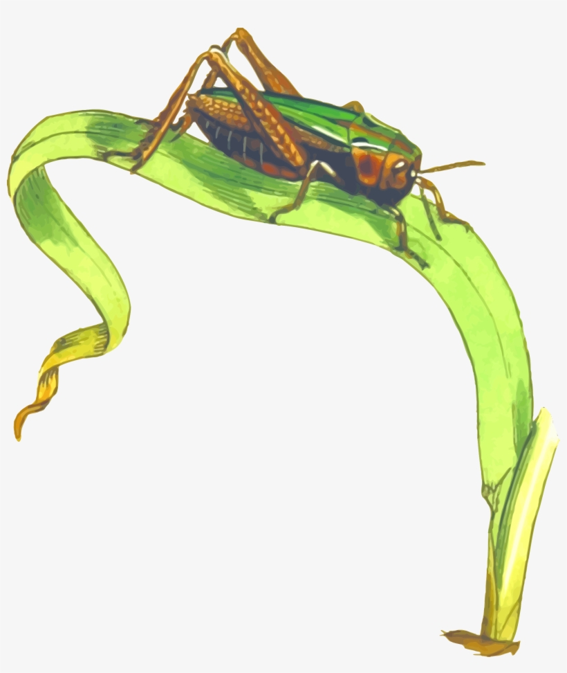 This Free Icons Png Design Of Common Green Grasshopper, transparent png #1386042